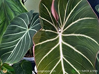 philodendron-zebra