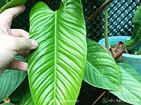 Philodendron-genevievianum1