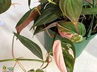 philodendron-micans-pink