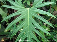 Philodendron-radiatum2