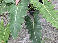 philodendron-simmondsii