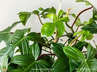 Philodendron-squamiferum3