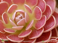 pinguicula-butterworts-carnivorous