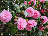 pink-camellia