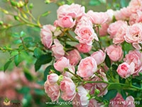pink-climbing-rose