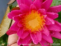 pink-silk-water-lilly