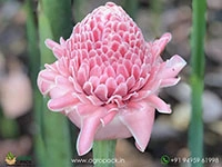 pink-torch-ginger