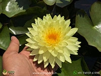 pinwaree-live-hardy-water-lily