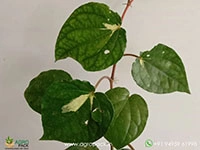 piper-aurea-variegated