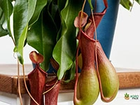 pitcher-plant