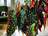 polka-dot-begonia