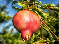 Pomegranate1