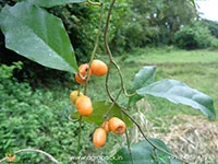 Pyrenacantha-volubilis4