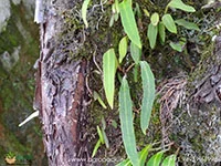 Pyrrosia-lanceolata-Lanceleaf-Tongue-Fern3