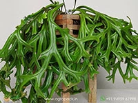 pyrrosia-longifolia-cristata-fern