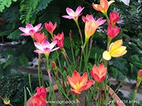 Rain-lily-Zephyrlily1