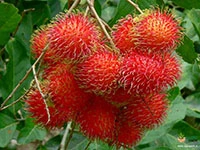 rambutan