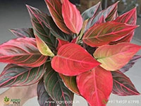 rare-red-vein-aglaonema