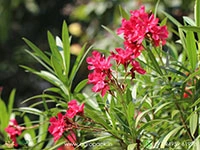 red-arali-oleander