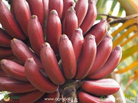 red-banana