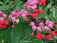 Red-Bleeding-Heart-Vine1