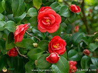 red-camellia