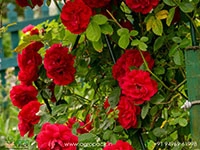 red-climbing-rose