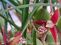 red-coconut-orchid