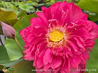 Red-Philip-Lotus1