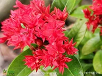 Red-ixora-mini-leaf-double-petal6