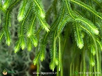 reverse-hanging-fern