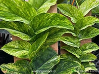 rhaphidophora-korthalsii-variegated