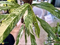 rhaphidophora-megasperma-variegated