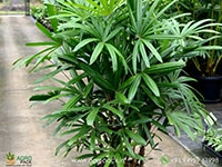 rhapis-palm