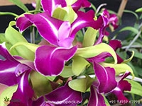 rhyncholaeliocattleya-chyong-guu-benz-orchid