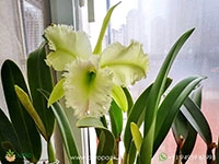 rhyncholaeliocattleya-golf-green-hair-pig