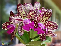 rhyncholaeliocattleya-yuan-dung-python-passion-fruit-orchid