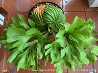 Ridley-Broad-Staghorn-Fern2