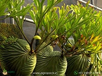 ridley-super-narrow-staghorn-fern