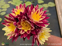 ring-of-fire-waterlily