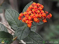 Rondeletia-Odorata-Panama-Rose5