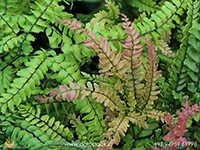 rough-maidenhair-fern