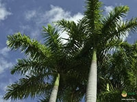 royal-palm