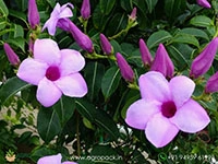 Rubber-Vine4