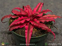 ruby-red-cryptanthus