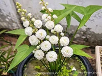 Sagittaria-Japonica-Water-Rose6