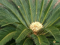 Sago-Cycad-1