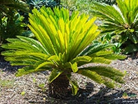 sago-palm