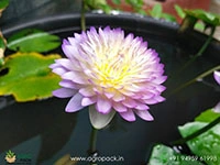 sainumphung-tropical-waterlily