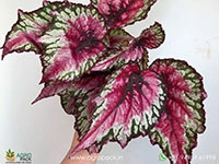 salsa-rex-begonia